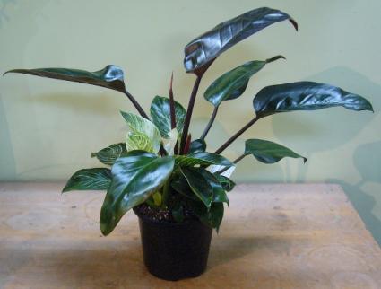 PHILODENDRON - RED EMERALD & BIRKEN COMBO House Plant