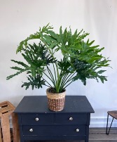 Philodendron Sellom 