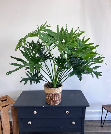 Philodendron Sellom 