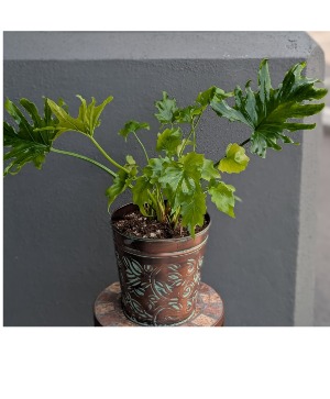 PHILODENDRON SELLOUM Only 1 available in store NOW