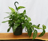 Philodendron "Swiss Cheese" Hanging Basket House Plant