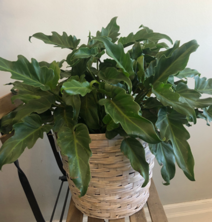 Philodendron Xanadu Plant