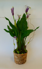 Calla Lily Potted Plant