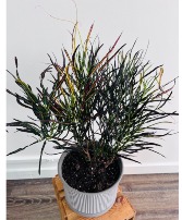 Picasso's Paintbrush Croton 