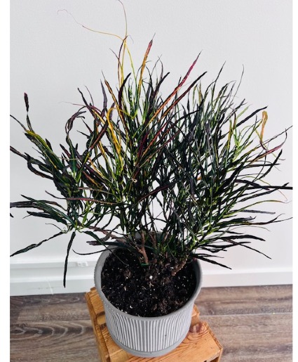 Picasso's Paintbrush Croton 