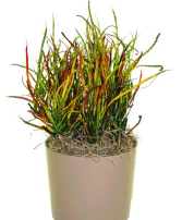 Picasso's Paintbrush Croton Plant