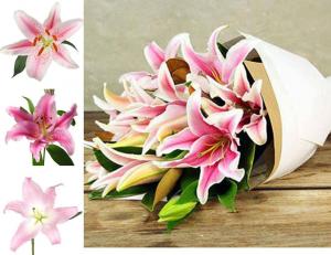 Simply Pink Fragrant Lilies wrapped in paper Loose Flowers, Wrapped