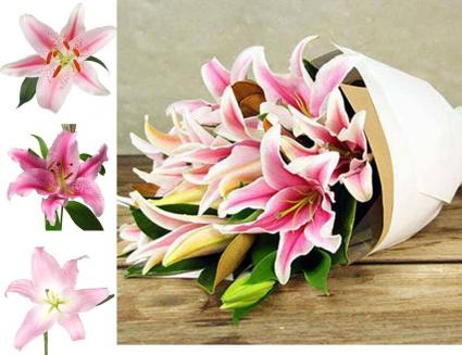 Simply Pink Fragrant Lilies wrapped in paper Loose Flowers, Wrapped