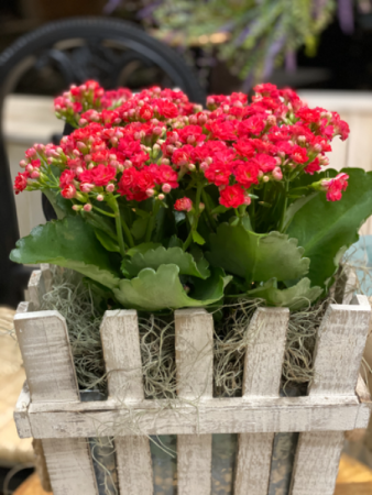 Picket Something Nice! Planter