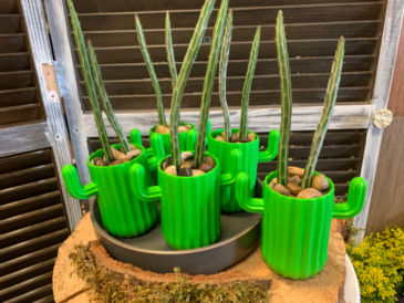Pickle cactus Succulent