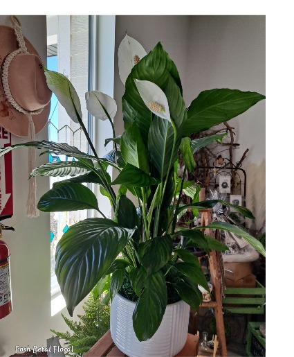 Piece Lily in ceramic pot