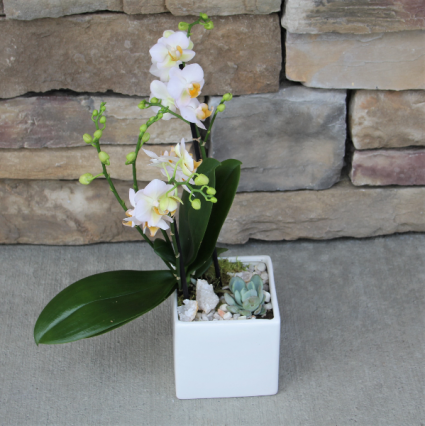 Piko Orchid Squared Planter Blooming Plant