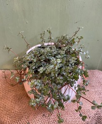 Pilea Aquamarine 5" potted plant 
