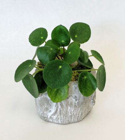Pilea or Chinese Money Plant Living Plants