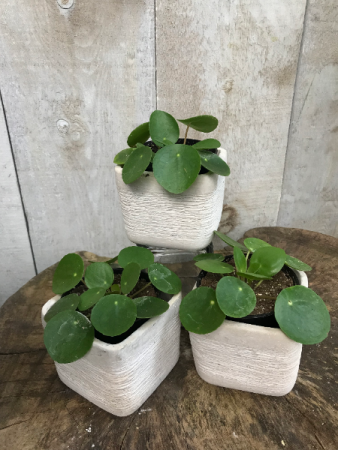 Pilea Peperomioides Pilea Peperomioides