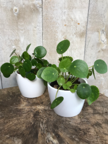 Pilea Peperomioides  The Friendship Plant 