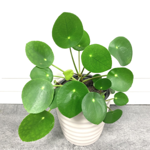 Pilea Peperomioides ***PICK-UP ONLY***