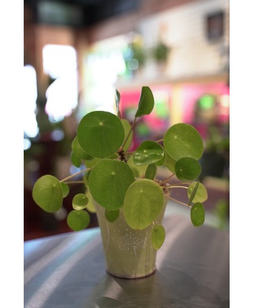 Pilea  Potted Plant  in South Milwaukee, WI | PARKWAY FLORAL INC.