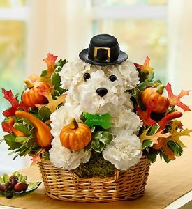 Pilgrim Pooch a-DOG-able