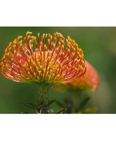 Pin Cushion Protea Starting at $3.29 per stem