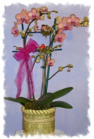 PIN STRIPES ORCHID PLANT