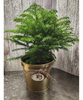 Pine Tree/Joy Pot Pine Tree/Joy Pot
