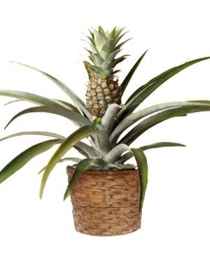 Pineapple Plant  