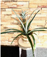Pineapple Plant Plant