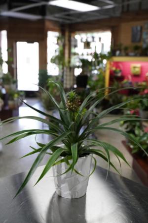 Pineapple Plant  White Pottery  in South Milwaukee, WI | PARKWAY FLORAL INC.
