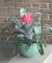 Pink Aechmea Bromeliad 