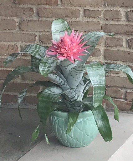 Pink Aechmea Bromeliad