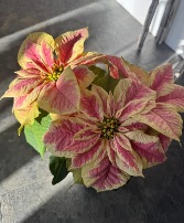 Pink and Beige poinsettia planter