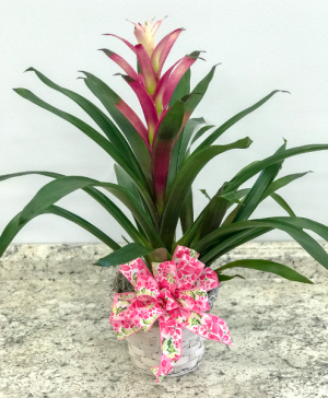 Pink and White Bromeliad Blooming Plant