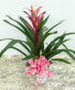 Pink and White Bromeliad Blooming Plant