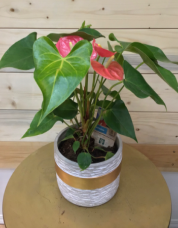 Pink Anthurium