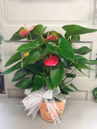Pink Anthurium Blooming Plant
