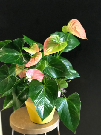 Pink Anthurium Indoor Plant