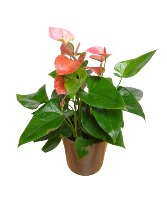 Pink Anthurium Plant 