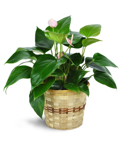 Pink Anthurium Plant in a Basket 