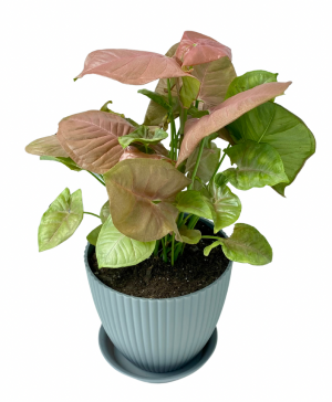 6" Syngonium Pink Arrowhead Plant