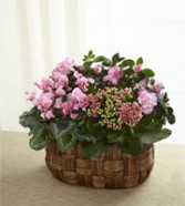 Pink Assortment Plants plant