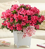 Pink Azalea  