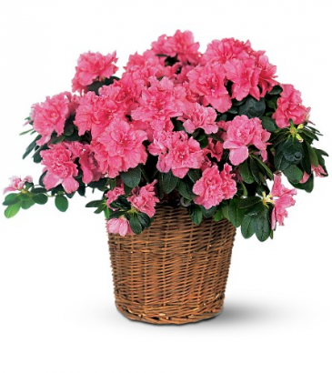 Pink Azalea Blooming Plant in Rossville, GA | Ensign The Florist