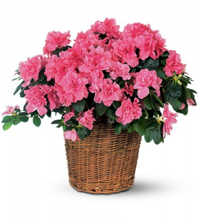 Pink Azalea Blooming Plant