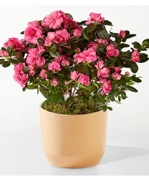 Pink Azalea  plant 