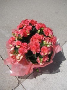 Pink Begonia begonia