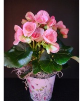 Pink Begonia Blooming