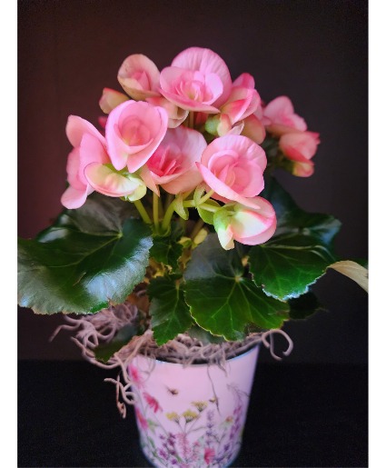 Pink Begonia Blooming