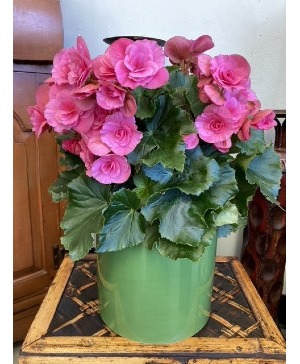 6" Pink Begonia in Pot Blooming Plant