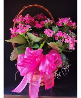 Pink Blooming 